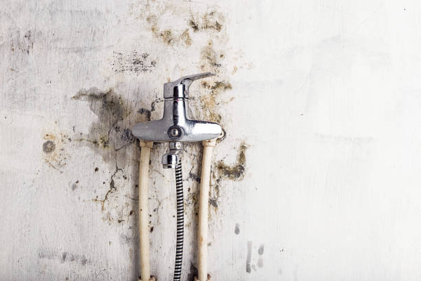 Best Toxic Mold Removal  in Fayette, MS
