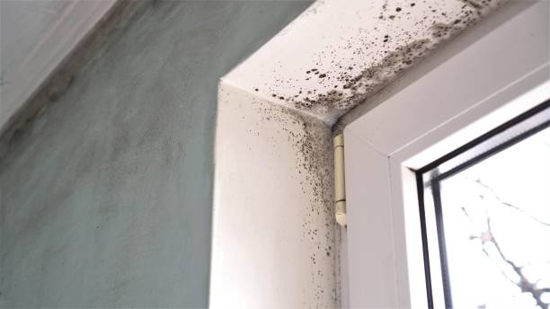 Crawl Space Mold Removal in Fayette, MS