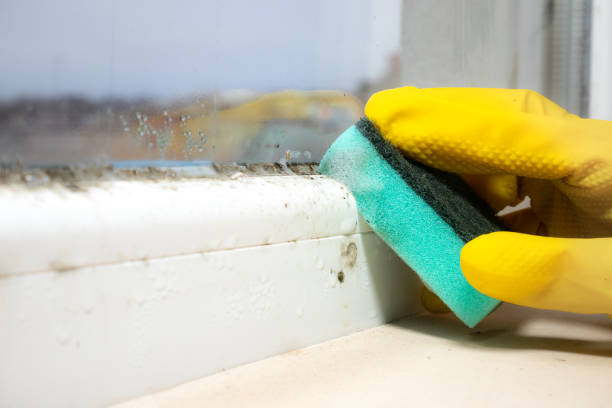 Best Mold Removal Near Me  in Fayette, MS
