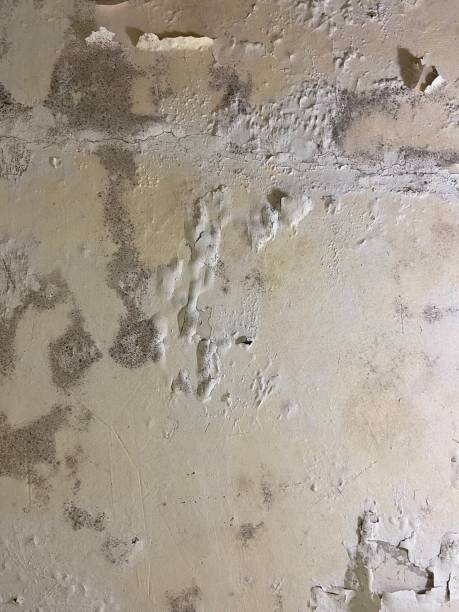 Best Fast Mold Removal  in Fayette, MS