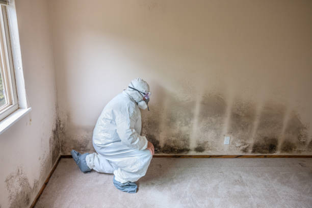Best Mold Damage Repair  in Fayette, MS